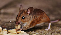 24 Hour & Emergency Exterminators in Greensboro Courtesy Reply, NC